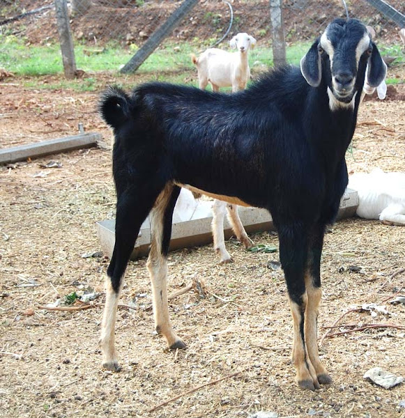 Goat Farming Book In Hindi Pdf